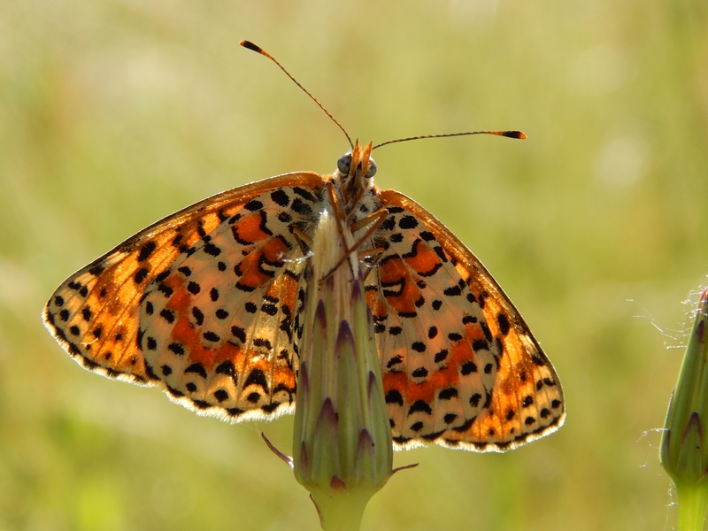 La prima Melitae didyma